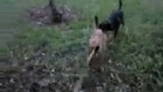 Любовь на поводке смотреть онлайн