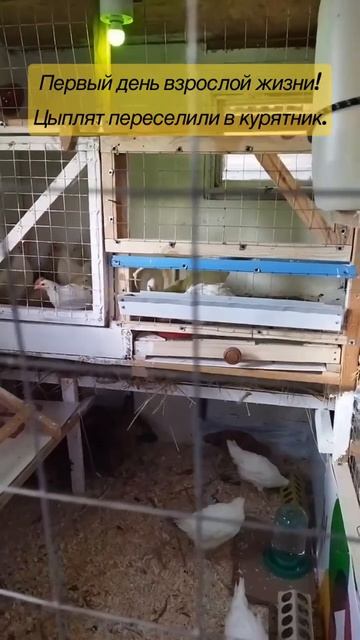 ПЕРВЫЙ ДЕНЬ ВЗРОСЛОЙ ЖИЗНИ. #курятник #цыплята #жизньв? смотреть онлайн