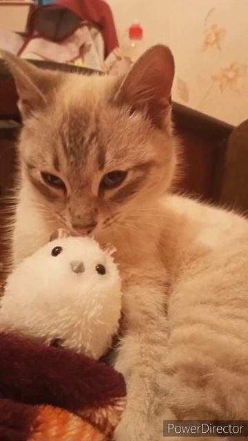 когда в детстве играли в войнушки#котыприколы #кот #коты #приколы #котэ #скеч смотреть онлайн