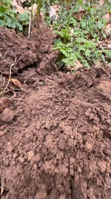 Бывает и такое! #золото #metaldetecting #shortvideo #коп #поиск #metaldet смотреть онлайн