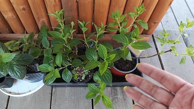 Как адаптировать гортензии. Купленные и проснувшиеся дома на подоконнике. смотреть онлайн