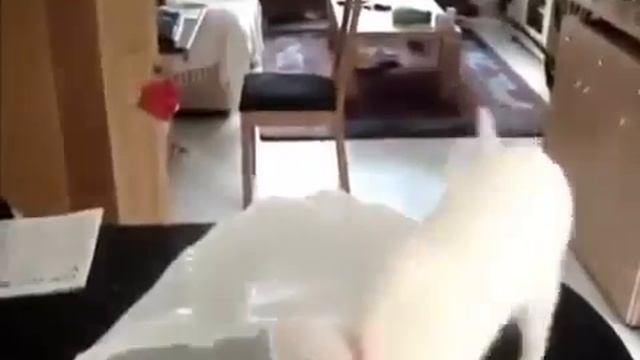 ПРИКОЛЫ / КОШКИ / КОТ / КОТЯТА смотреть онлайн