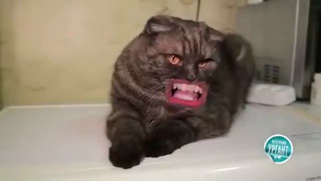 Прикольный кот смотреть онлайн