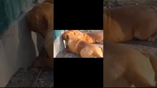 Ох уж эти животные #1 смотреть онлайн