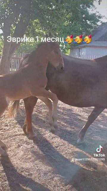 Жеребенку 1 месяц #horse #лошади #деревня #animal #весна2023 #дети #природа #жеребенок #прогулка смотреть онлайн