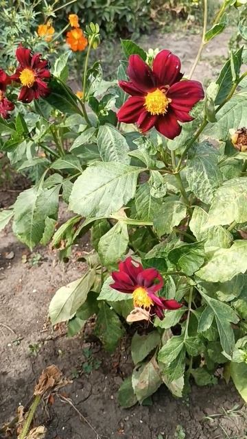 Однолетний георгин. #shorts #dahlia смотреть онлайн