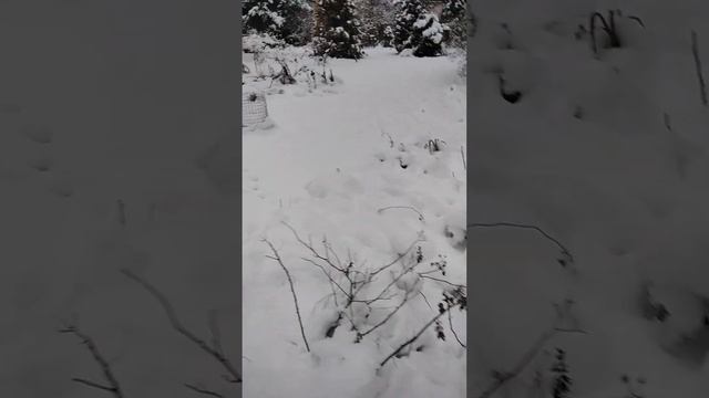 Сирень из семян