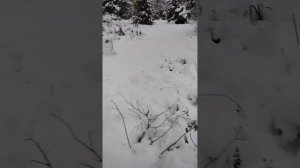 Сирень из семян