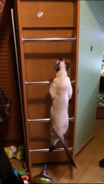 Кот и лестница смотреть онлайн