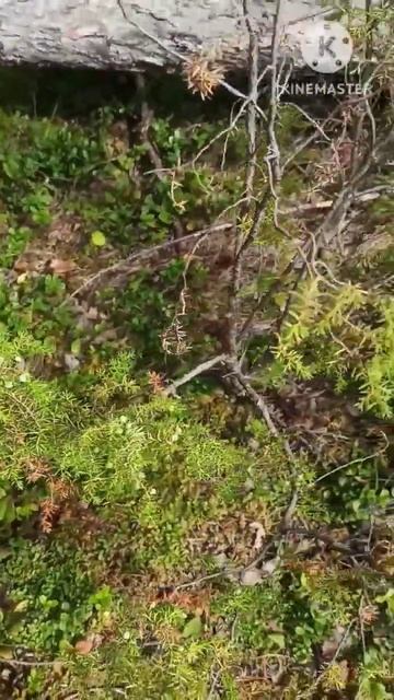 Можжевельник#дикая_природа#shorts смотреть онлайн