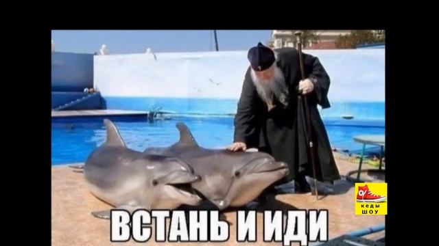 Самые прикольные приколы #4(демотиваторы-комментарии к фотографиям) смотреть онлайн