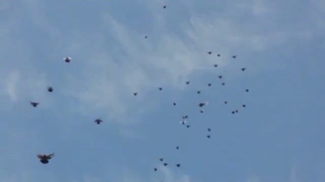 Николаевские голуби в Крыму смотреть онлайн