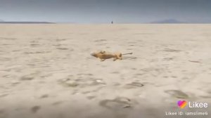 Король лев 4