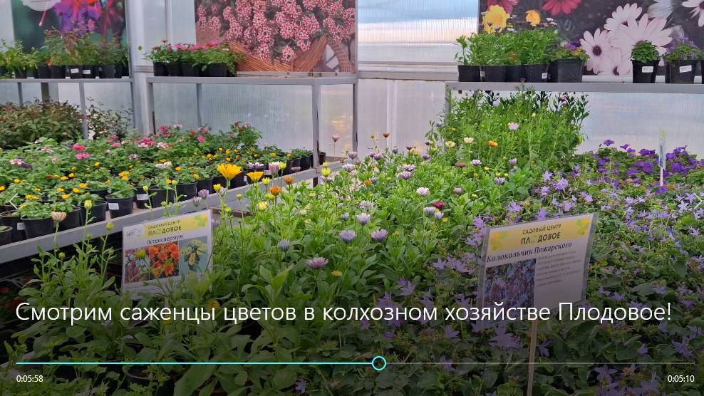 Смотрю саженцы цветов в колхозном хозяйстве Плодовое! смотреть онлайн