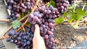 Виноград Сказка Кишмиш - 2024, нагрузка, вкус, бессемянно