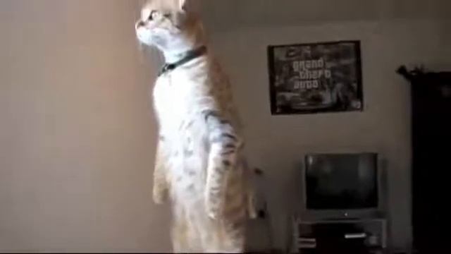 Кошки  Мурки- вечные каурки+++