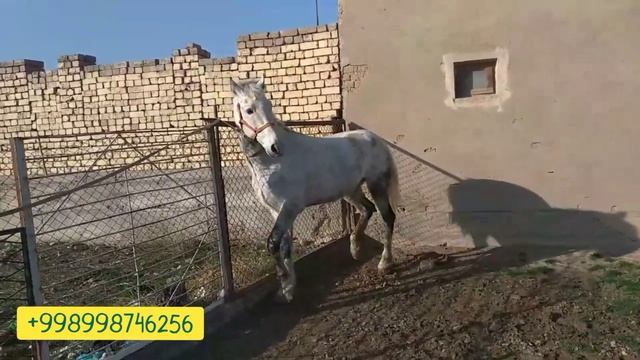 Орловский рысак от сотилади! Тошкент от бозор 2022! Купкари! смотреть онлайн