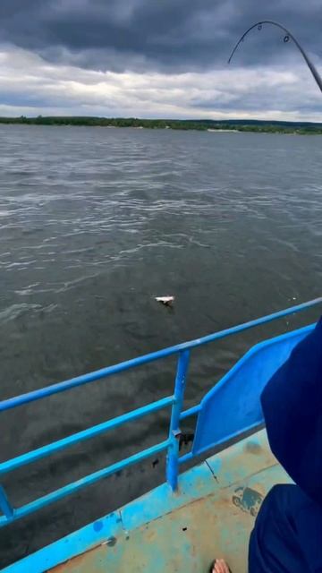Рыбалка на Жигулевском море #рыбалка #судак #жигулевск смотреть онлайн