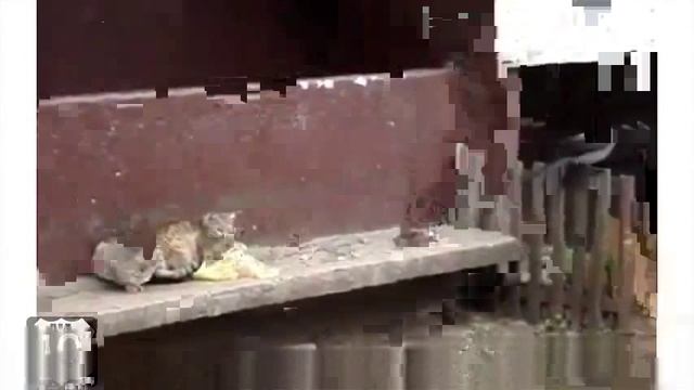 ТОП видео ДНЯ ВОРОНА ОТТАСКАЛА КОТА ЗА ХВОСТ СМЕШНЫЕ ЖИВОТНЫЕ смотреть онлайн