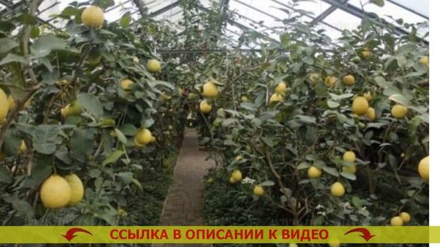 👌 Лимон какого сорта лучше для дома 👌 Дерево с лимон? смотреть онлайн