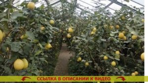 👌 Лимон какого сорта лучше для дома 👌 Дерево с лимон?