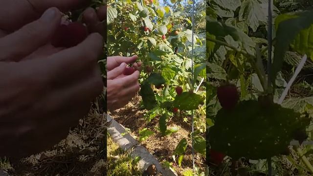 Малина в сентябре- это класс!На даче под Минском.22.09.24 г смотреть онлайн