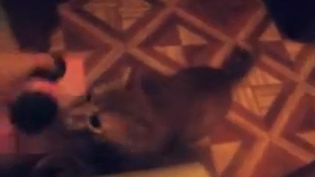 Кот Ест Шоколадку!!! смотреть онлайн