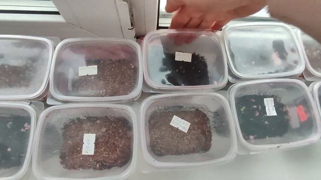 Всходы ПРИМУЛ, обзор и условия🌸14.12. 2024 смотреть онлайн