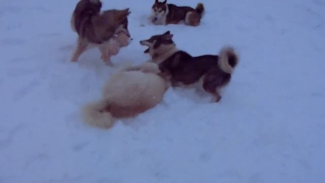 Юта! Ну поиграй со мной!!! 12.01.2019 смотреть онлайн