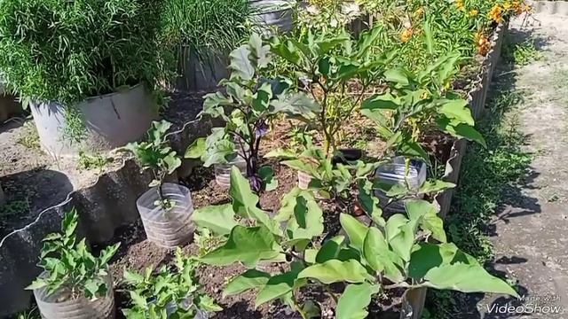 Чисанчи (баклажан)-быстрорастущий красавец-азиат смотреть онлайн