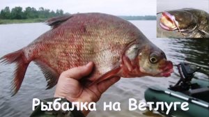 Рыбалка на Ветлуге. Лещ и сомики