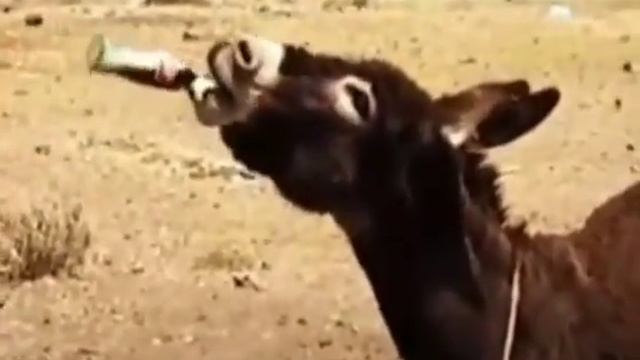 Инопрешелец флексит под турецкий трек, прикол с ослом смотреть онлайн
