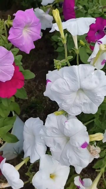 Петунии, как солнце с утра! смотреть онлайн