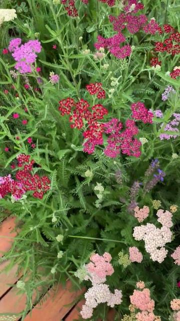 МНОГОЛЕТНИКИ ИЗ СЕМЯН 🌱 смотреть онлайн