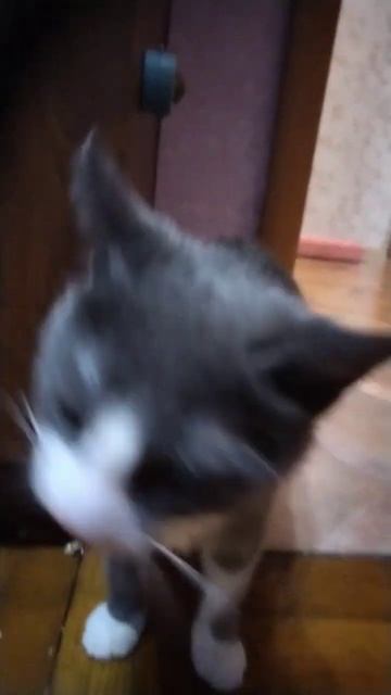 кот ест мяту #cat #cat #cats #cats #кот #кот #котенок #кошка смотреть онлайн