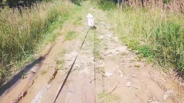 куда идем мы с пятачком!))) смотреть онлайн