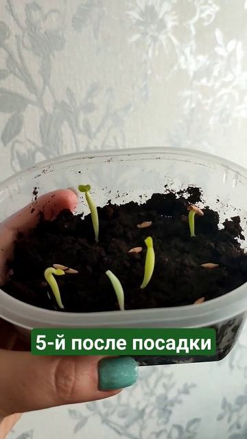 Адениум из семян. #адениум смотреть онлайн