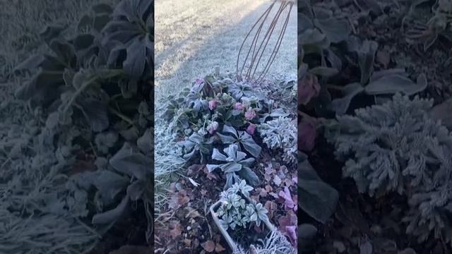 Мороз ударил после ливневых дождей! Весь сад в инее ❄? смотреть онлайн