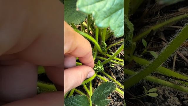 Не укрывала клубнику на зиму и вот что из этого вышло смотреть онлайн