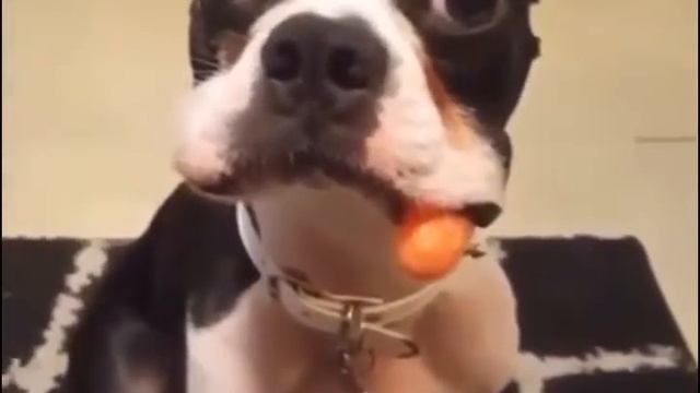 Где моя сосиска ? ))) смотреть онлайн