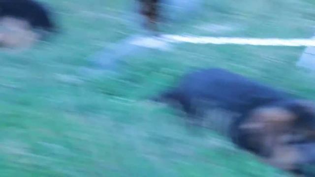 Щенки от Yamb Von Urban Haus и Zhanett