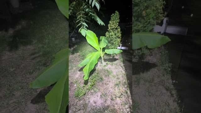 Пальмы Казани. Открытый грунт смотреть онлайн