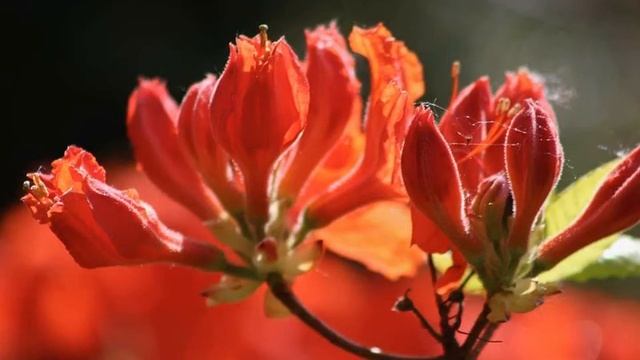 Самый короткий звуковой эффект на YouTube #Мультфильмы 59 Small Bell Jingle смотреть онлайн