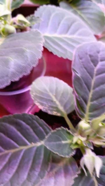 глоксинии из семян, прошло две недели ☺🍒#глоксинии #к смотреть онлайн