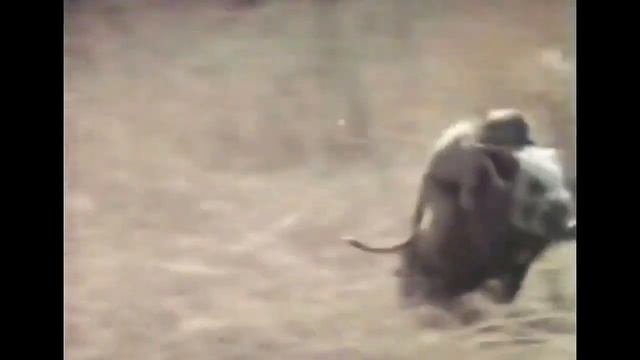 Обезьяны убегают на кабане! Ржака! :)