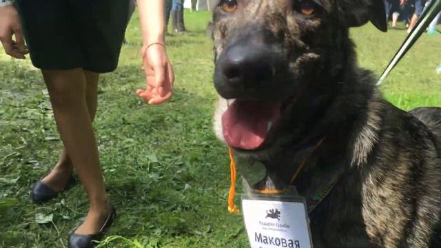 Выставка #всемпособаке 16 июля. Таша, Манечка смотреть онлайн