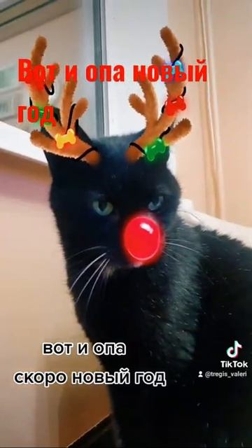 Что одеть на новый год. #прикол #маска #гороскоп #черныйкот #приколскошками #котята #animals смотреть онлайн