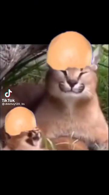 БЕСКОНЕЧНАЯ УЛЬТА МОРТИСА (ШЛЕПА)МЕМ смотреть онлайн