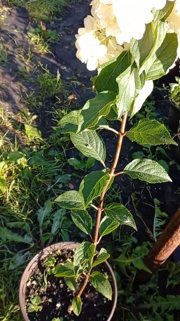 Фантом штамбовый-начало формировки. смотреть онлайн