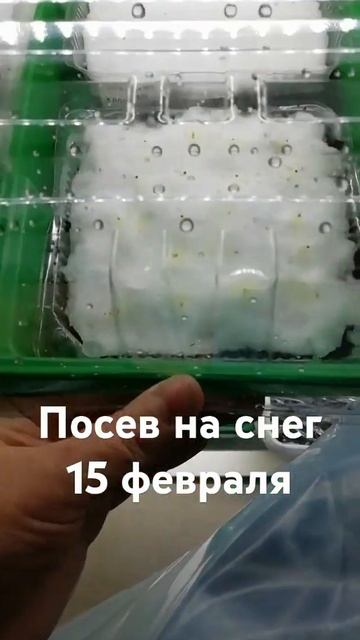 🍓🌺Посев на снег. Клубника и Петуния. смотреть онлайн